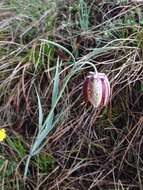 Image of Fritillaria montana Hoppe ex W. D. J. Koch