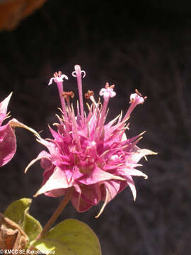 Image of Clerodendrum involucratum Vatke