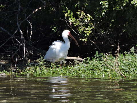 Image of American White and Scarlet Ibises