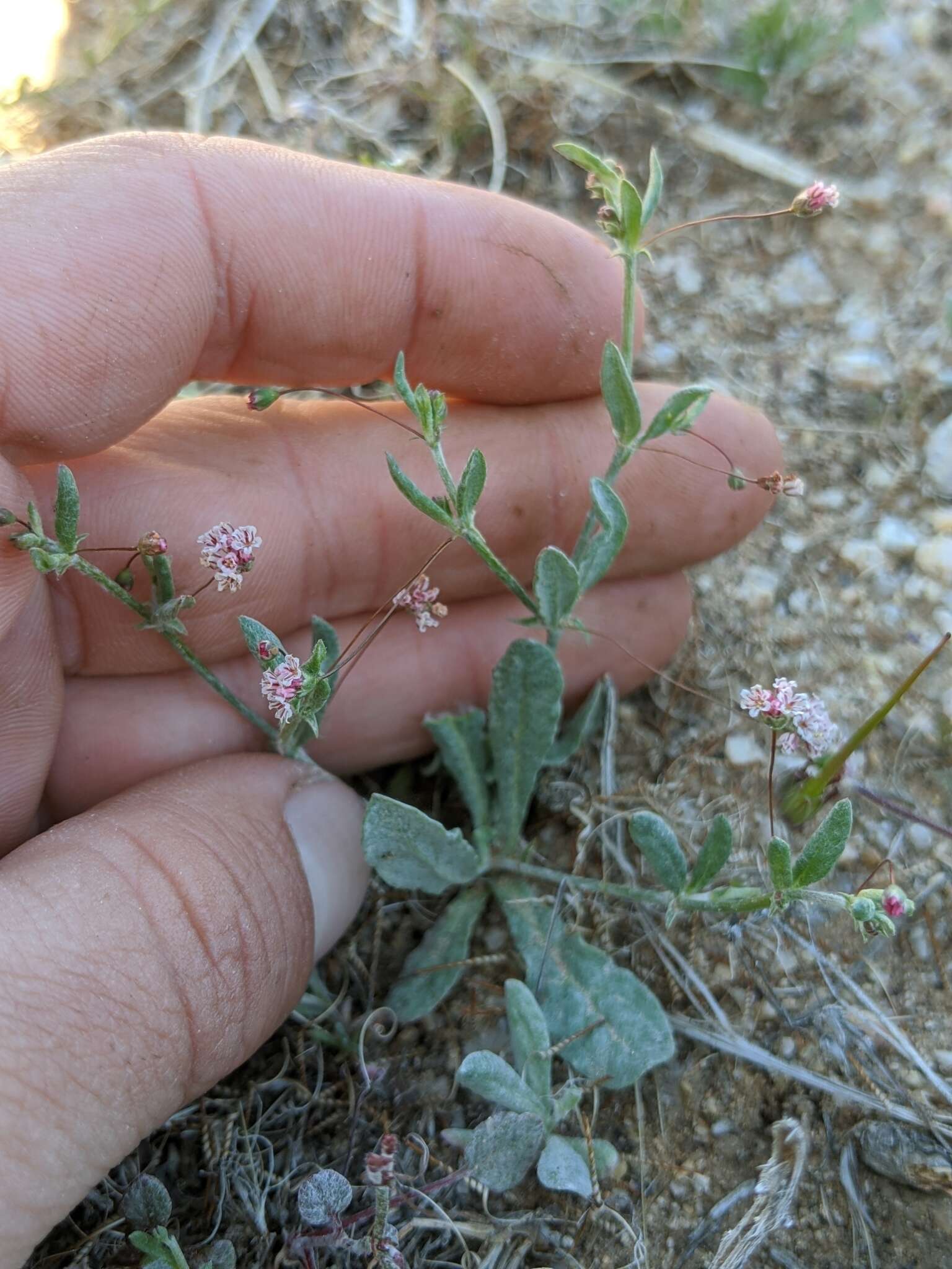 Image of rose and white buckwheat