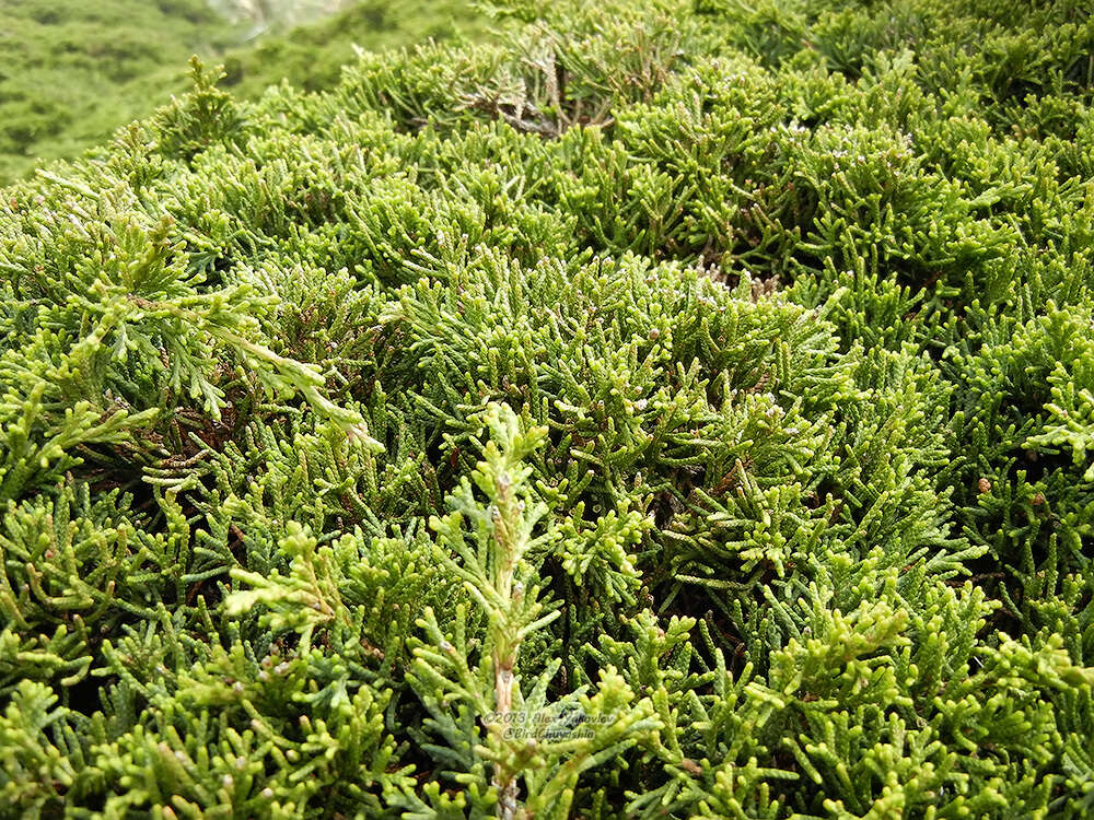 Juniperus chinensis var. sargentii A. Henry resmi