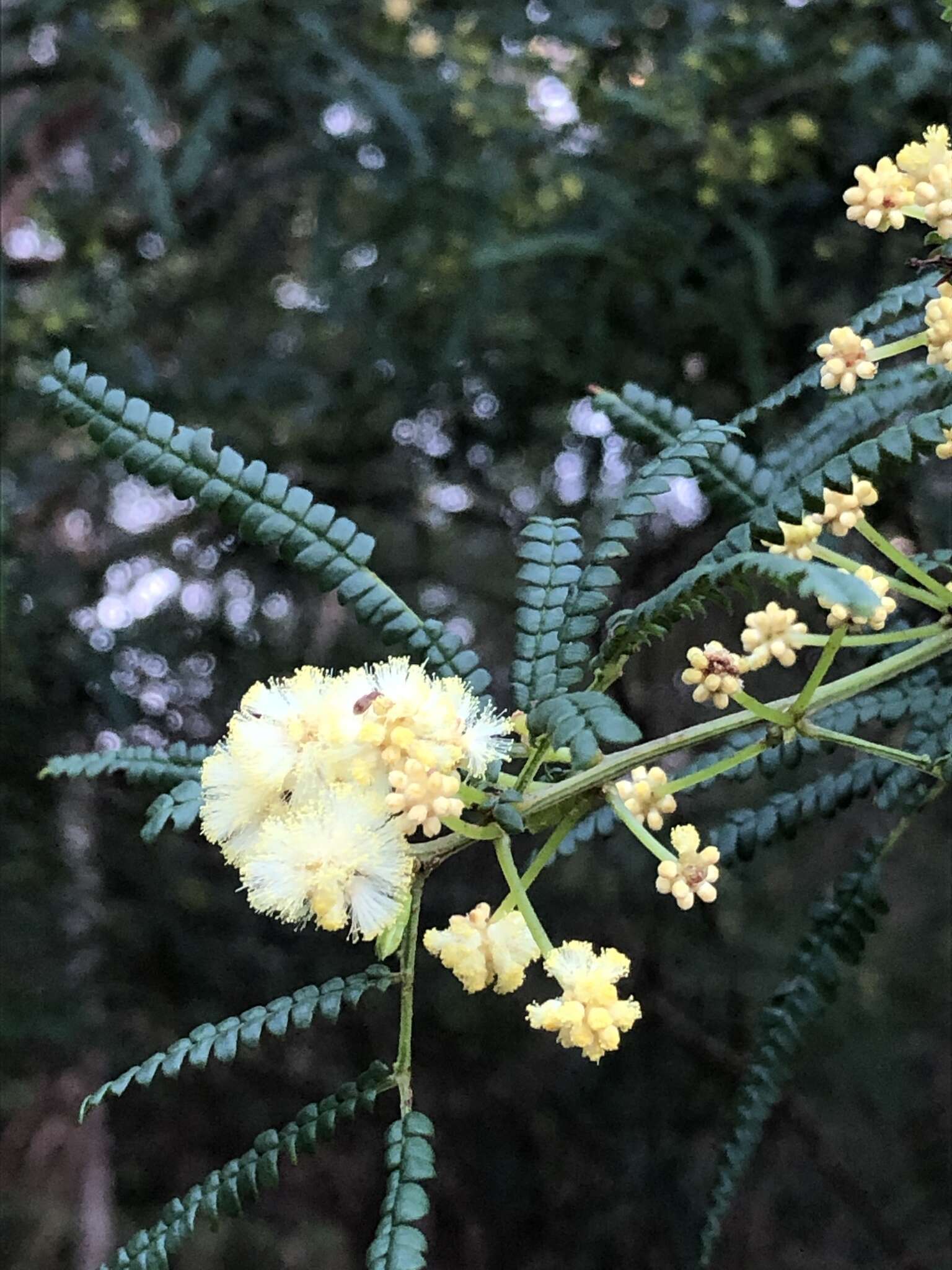 Image de Acacia pentadenia Lindl.