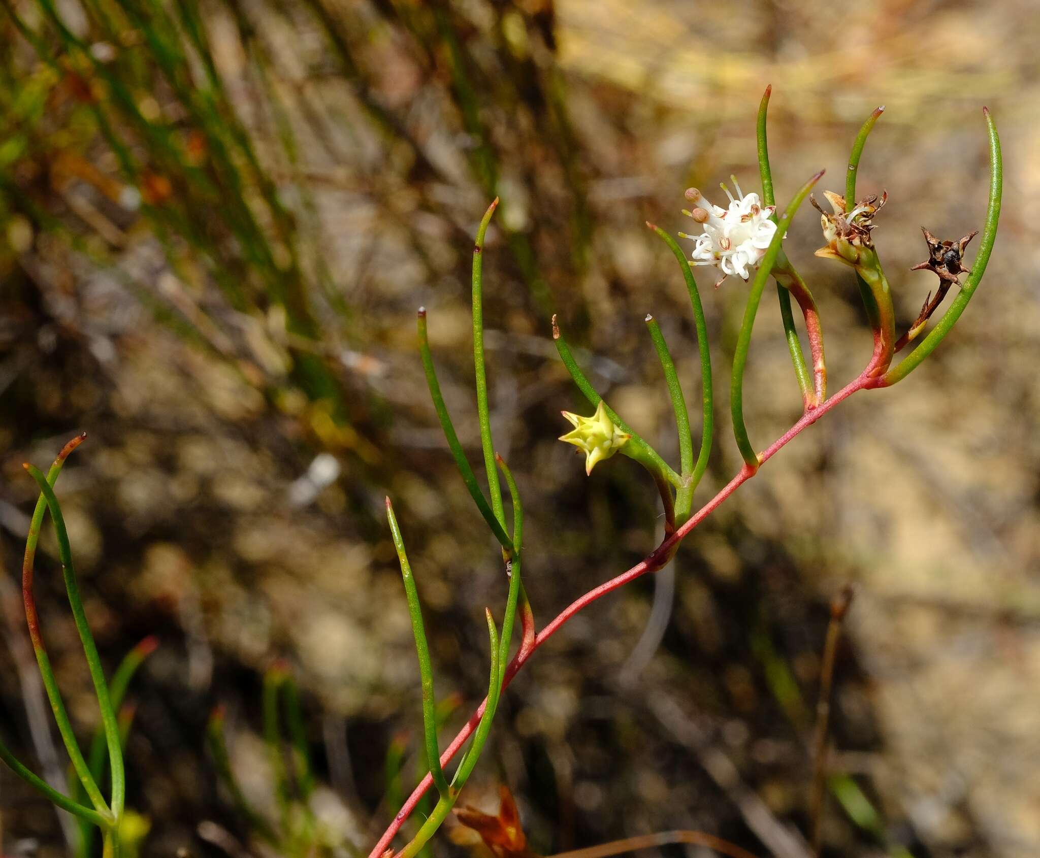 Imagem de Serruria flagellifolia Salisb. ex Knight