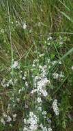 Image of Cotoneaster integrifolius (Roxb.) Klotz