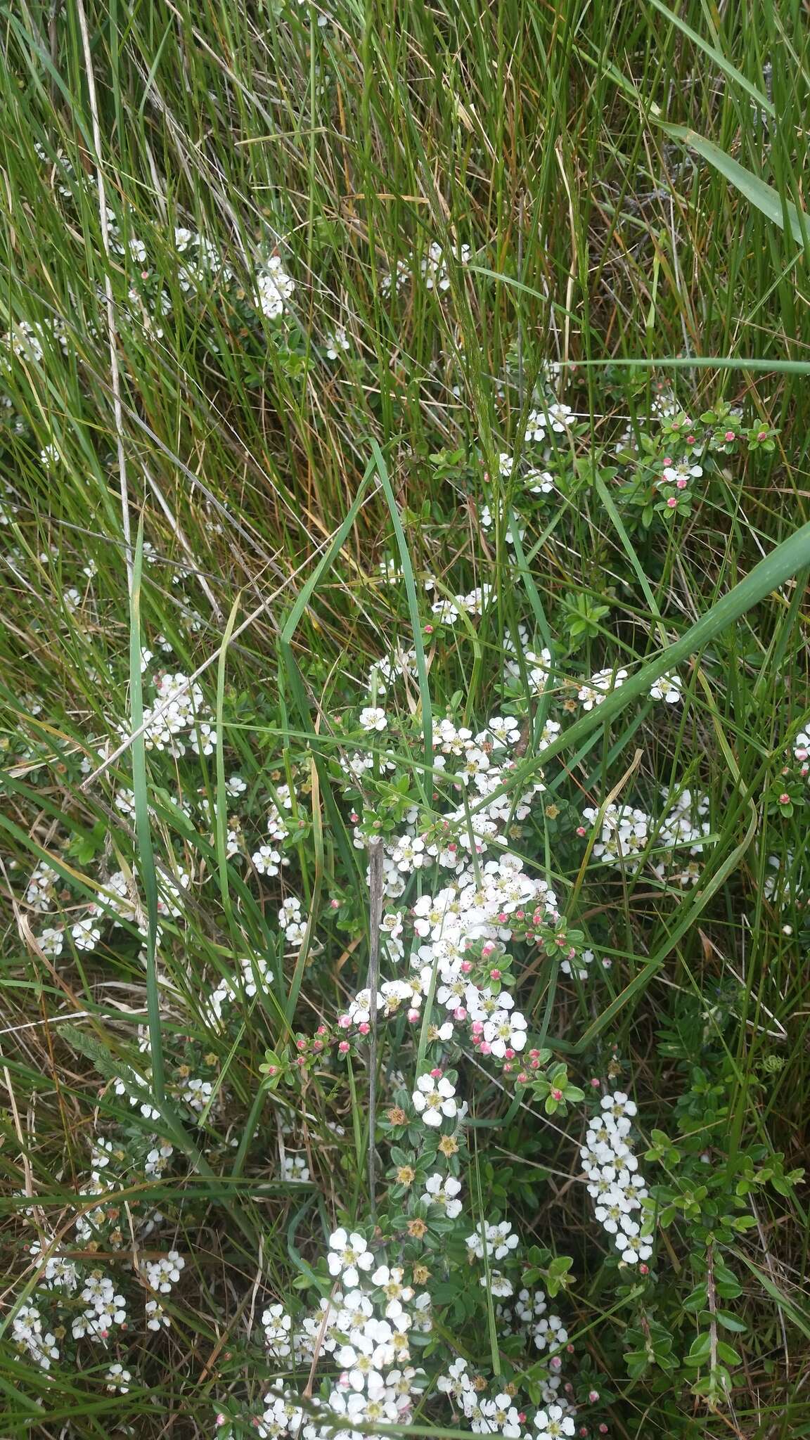 Image of Cotoneaster integrifolius (Roxb.) Klotz