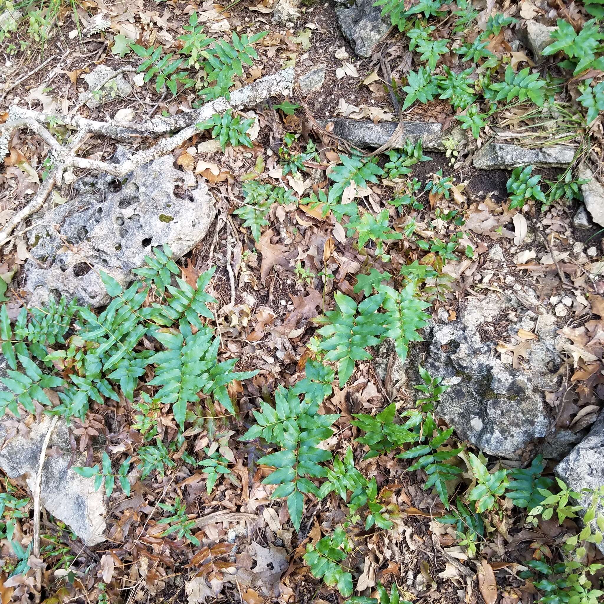 Image of Mexican fern