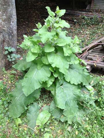 Image of common burdock