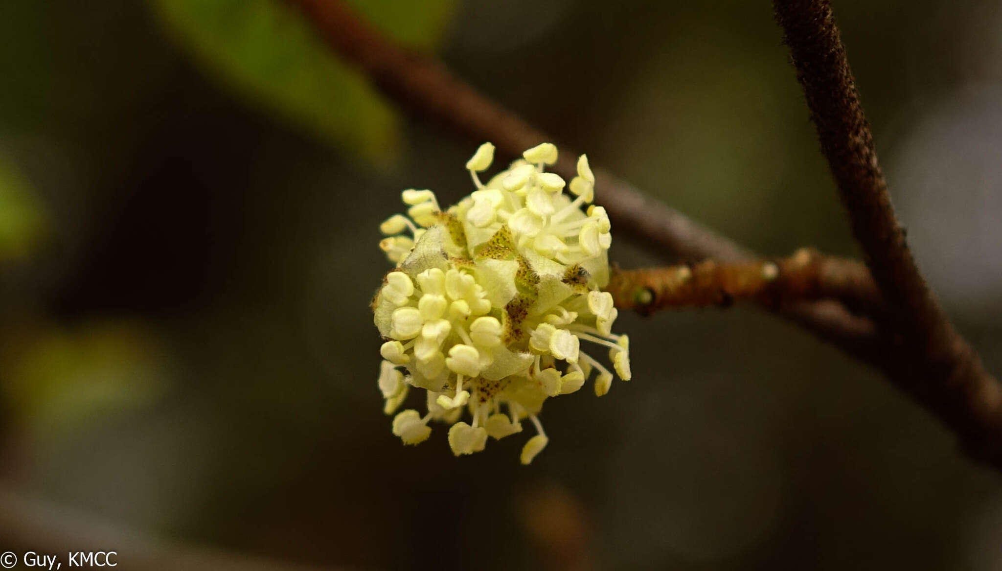 Image of Croton danguyanus Leandri