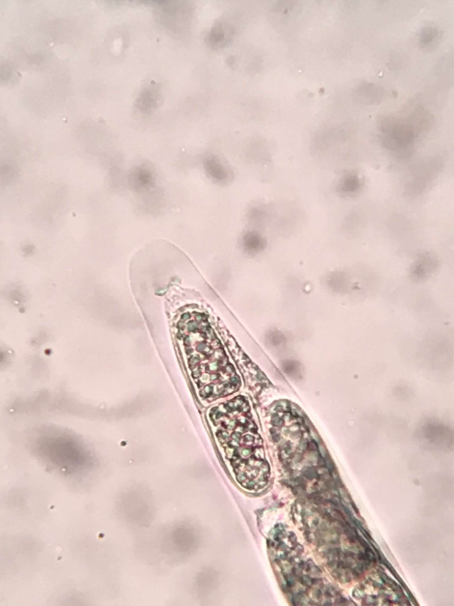 Prosthecium appendiculatum (G. H. Otth) M. E. Barr 1978的圖片