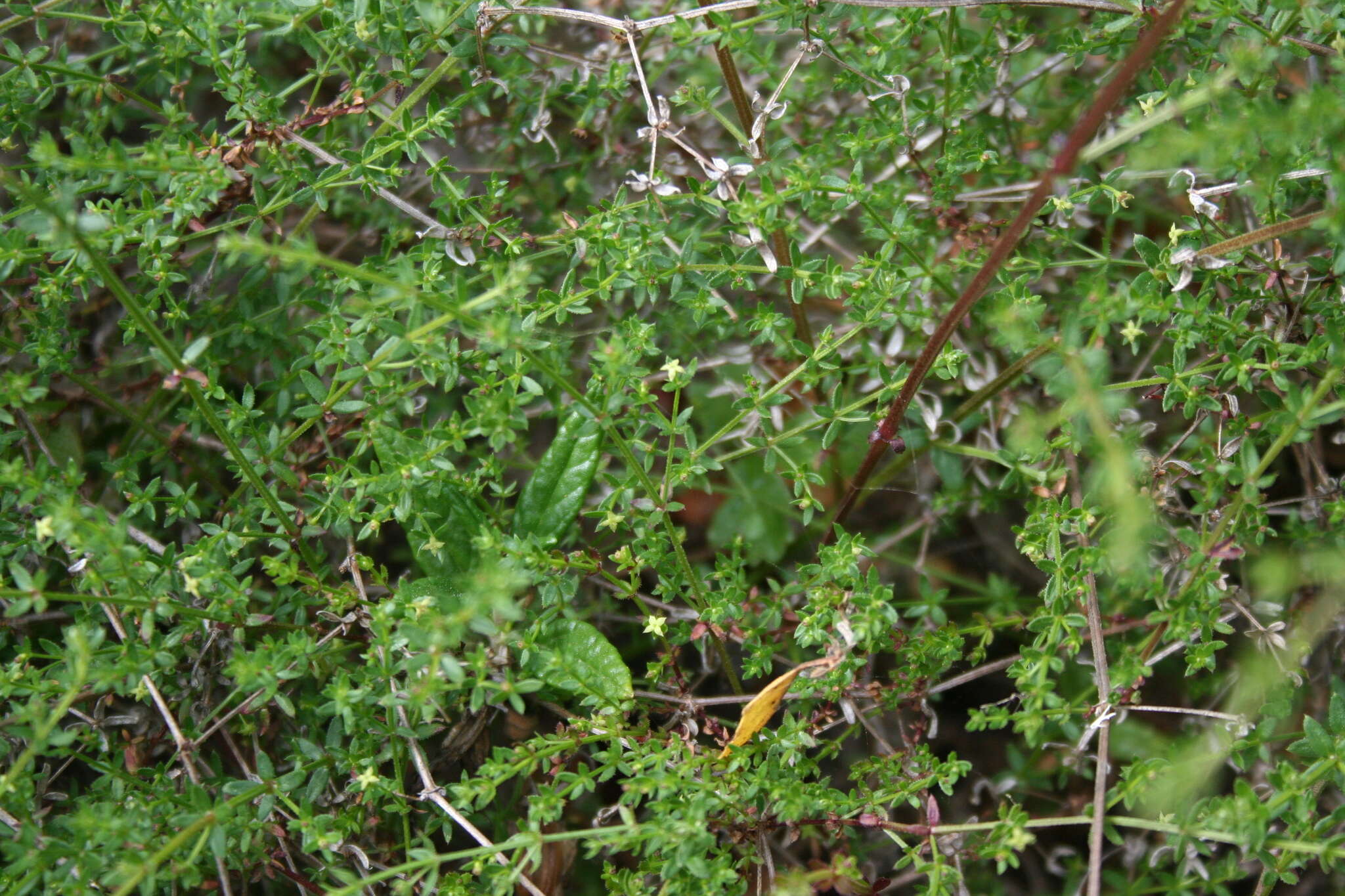 Image of graceful bedstraw