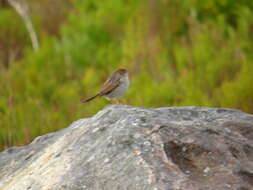 Imagem de Cisticola fulvicapilla silberbauer (Roberts 1919)