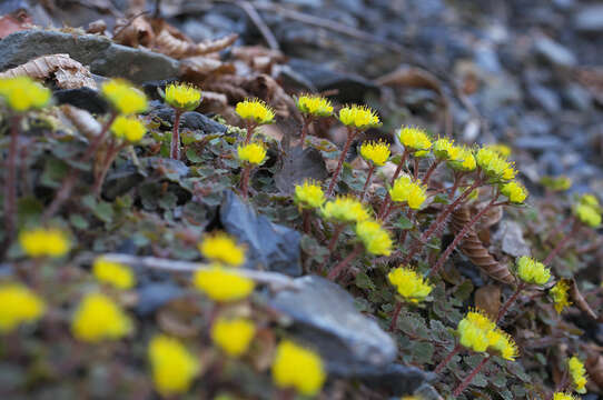 Image of Chrysosplenium album Maxim.