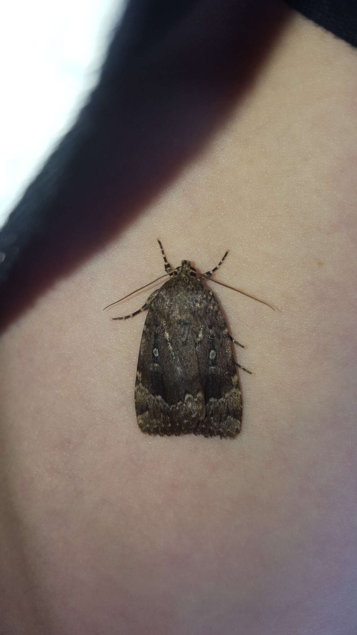 Image of Copper Underwing