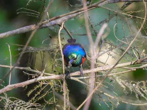 Image of Eastern Double-collared Sunbird