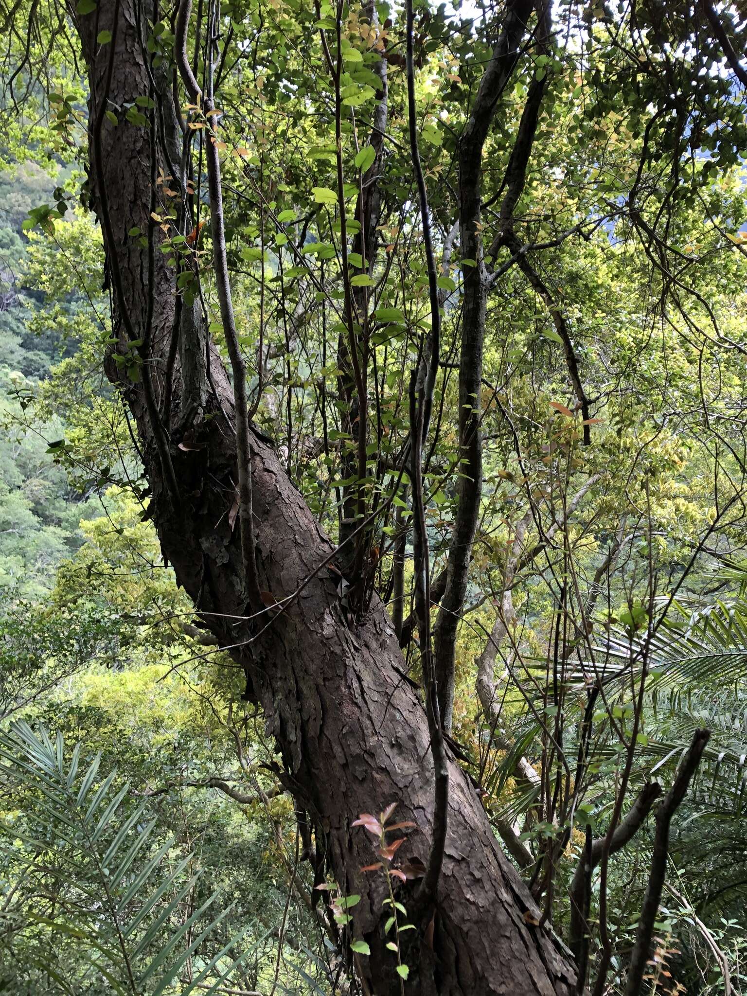 Imagem de Quercus tarokoensis Hayata