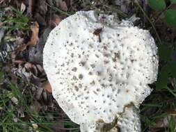 Image of Amanita pyramidifera D. A. Reid 1978