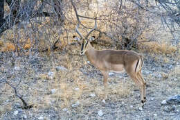 Image of Black-faced Impala