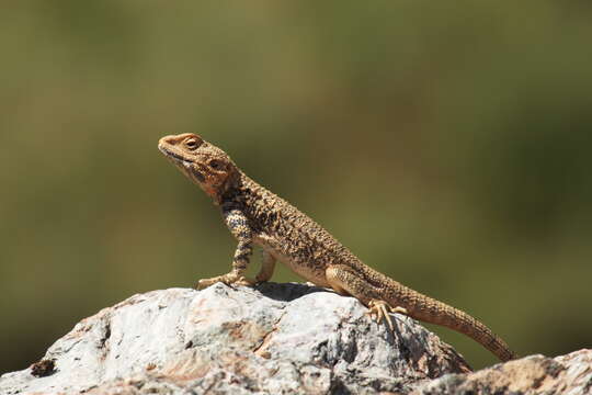 Image of Turkestan Rock Agama