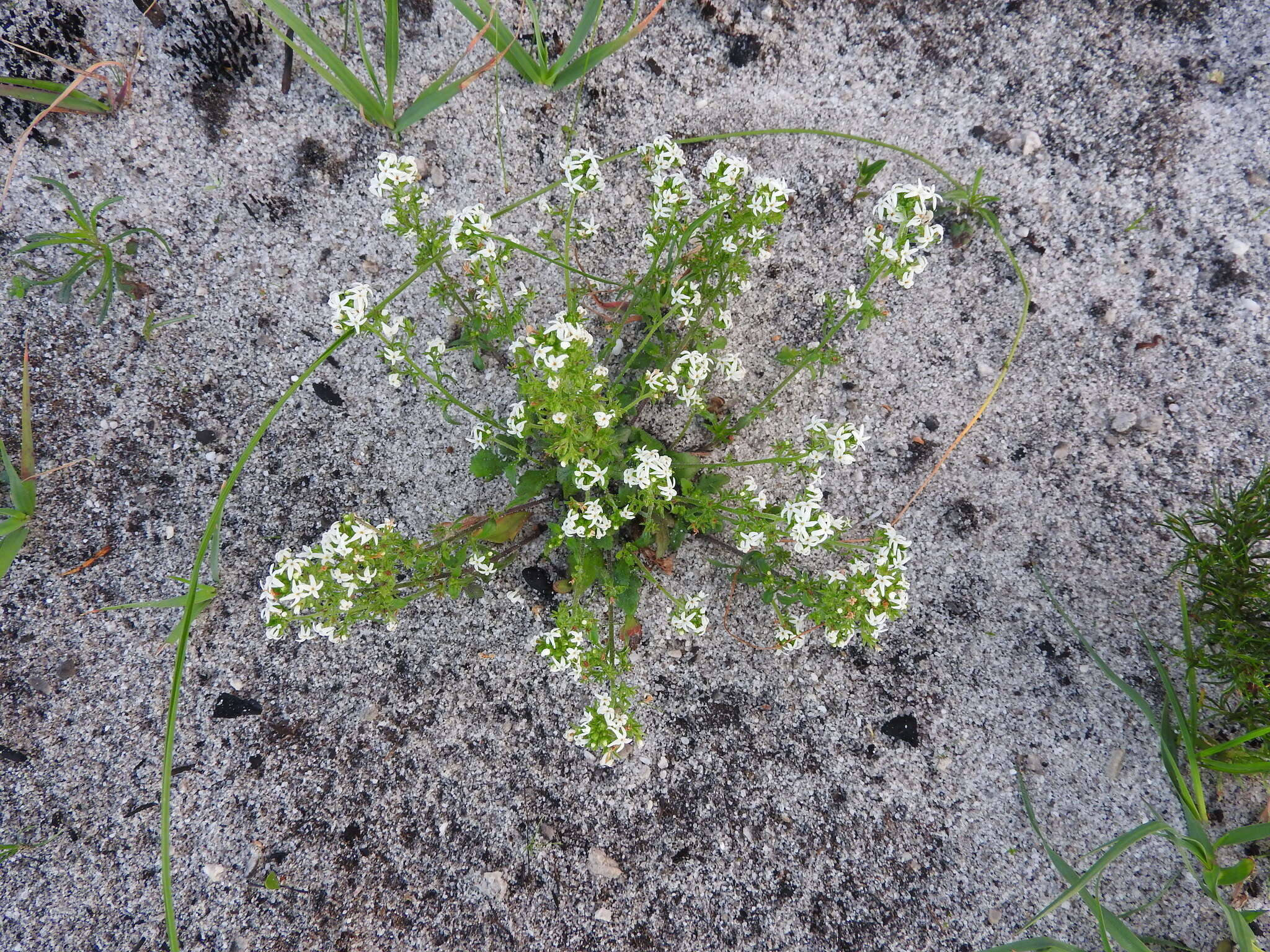 Image of Manulea exigua O. M. Hilliard