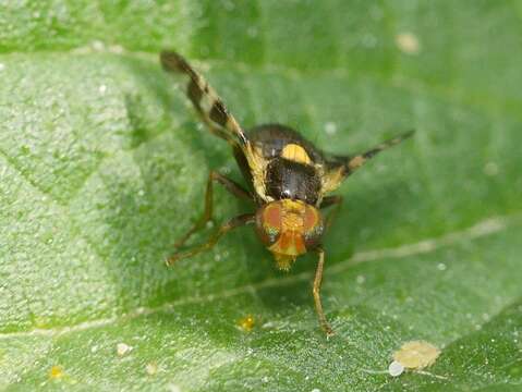 Слика од Rhagoletis cerasi (Linnaeus 1758)