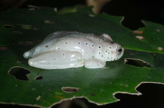 Image of Golden-eyed Reed Frog