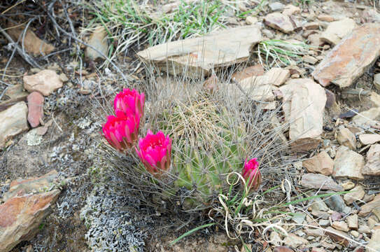 Image of Echinopsis pugionacantha subsp. haemantha (Rausch) M. Lowry