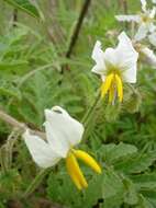 Plancia ëd Solanum sisymbriifolium Lam.