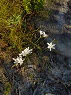 Plancia ëd Hesperantha falcata subsp. falcata