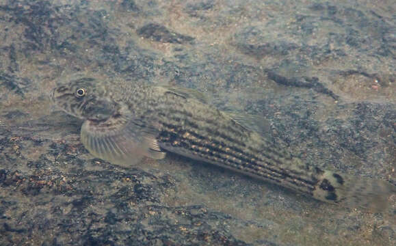 Image of loach gobies