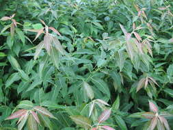 Image of Missouri River willow