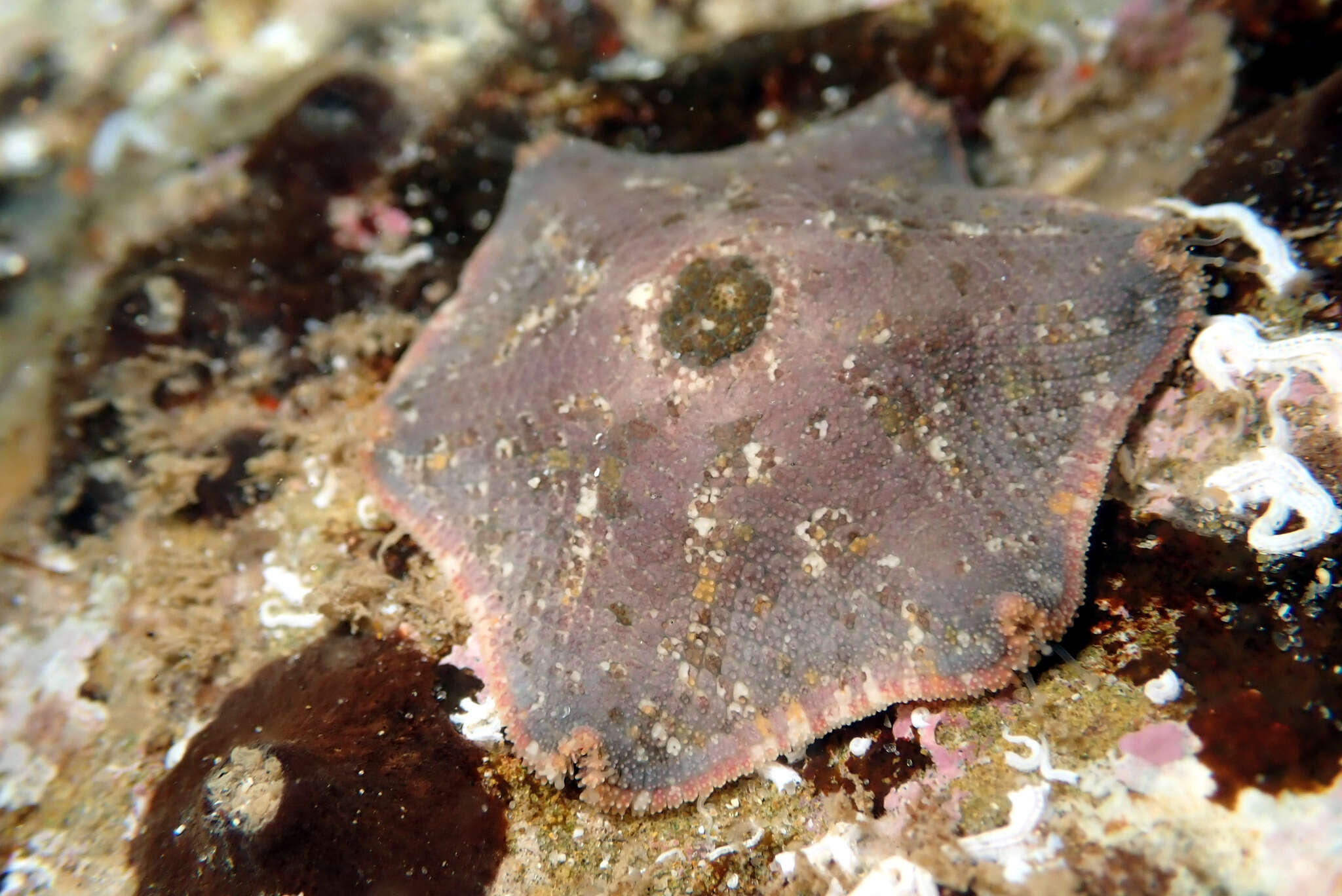 Image of Meridiastra oriens (O'Loughlin, Waters & Roy 2003)