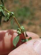 Image of Texas bergia