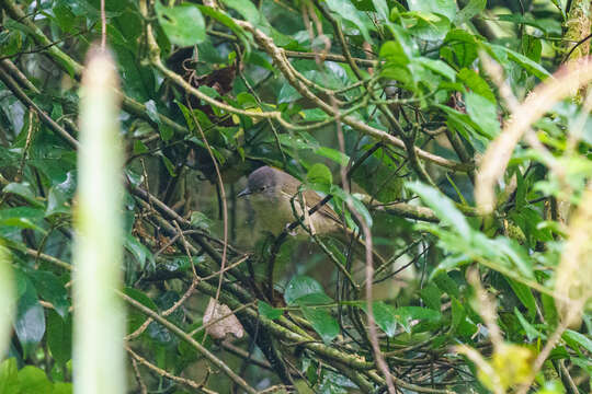 Image of Yellow-streaked Bulbul