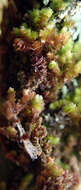 Image of Frullania squarrosula (Hook. fil. & Taylor) Gottsche, Lindenb. & Nees