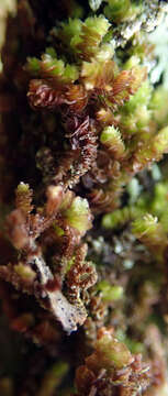 Image of Frullania squarrosula (Hook. fil. & Taylor) Gottsche, Lindenb. & Nees