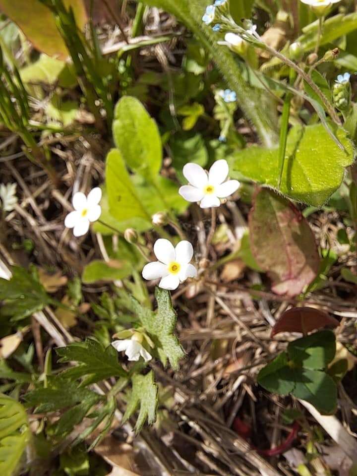 Image of Androsace umbellata (Lour.) Merr.