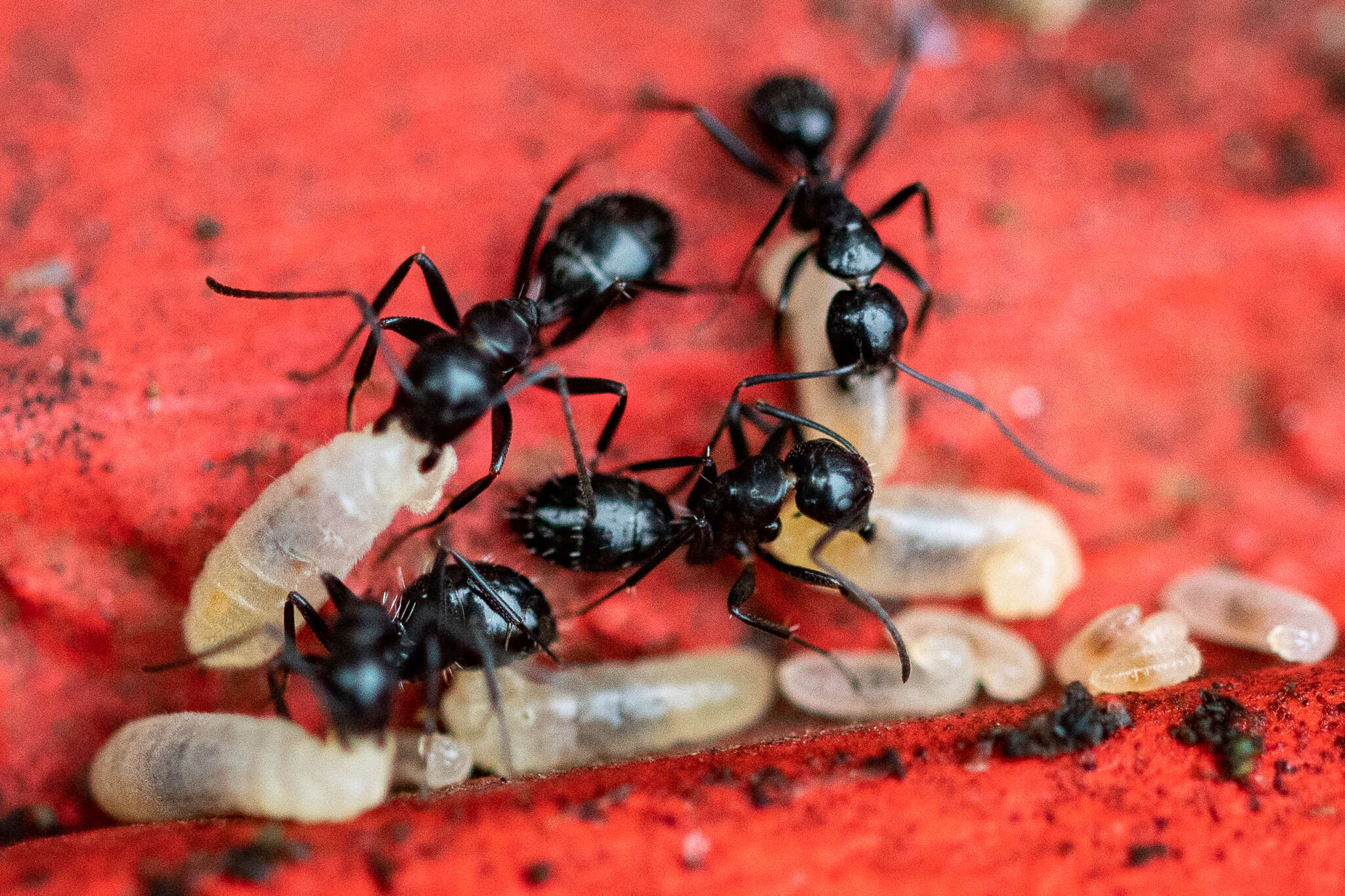 Image de Camponotus werthi Forel 1908