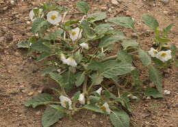 Image of large false groundcherry