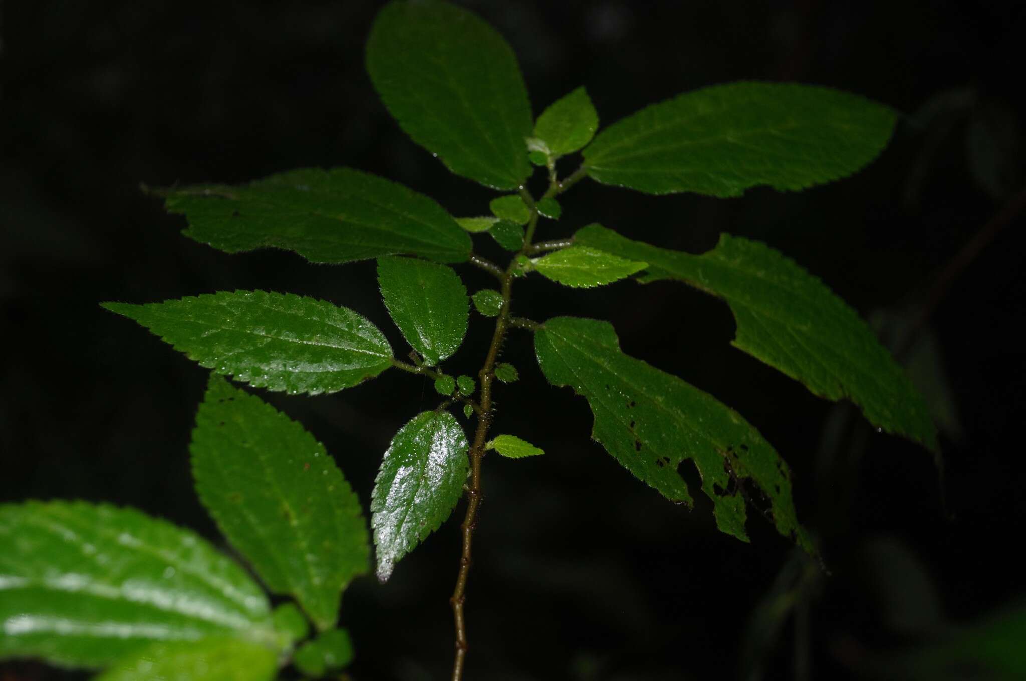 Image of Boehmeria ulmifolia Wedd.