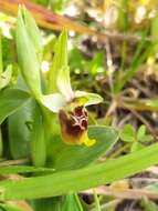 Image of Ophrys fuciflora subsp. biancae (Tod.) Faurh.