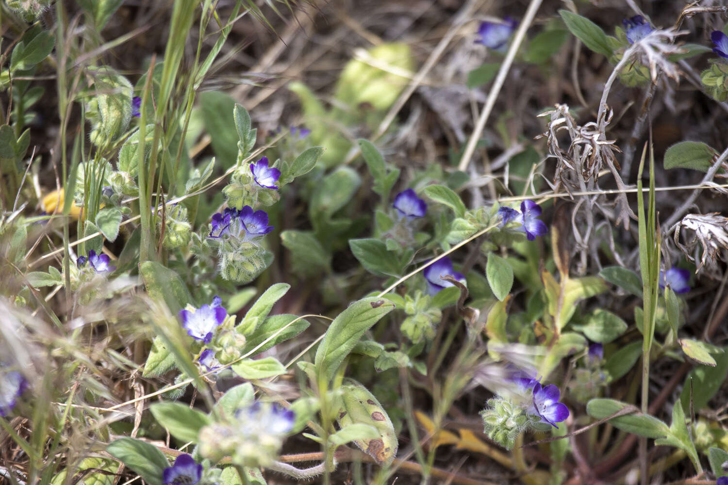 Phacelia davidsonii A. Gray resmi