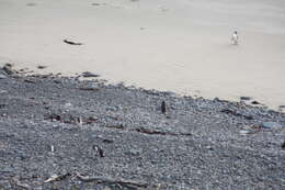 Image of Yellow-eyed Penguins