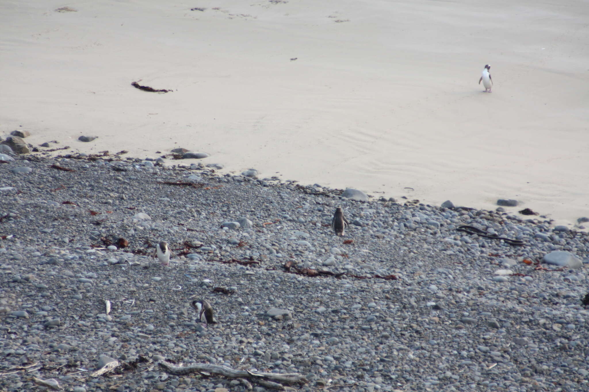 Image of Yellow-eyed Penguins