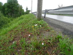 Plancia ëd Taraxacum scariosum (Tausch) Kirschner