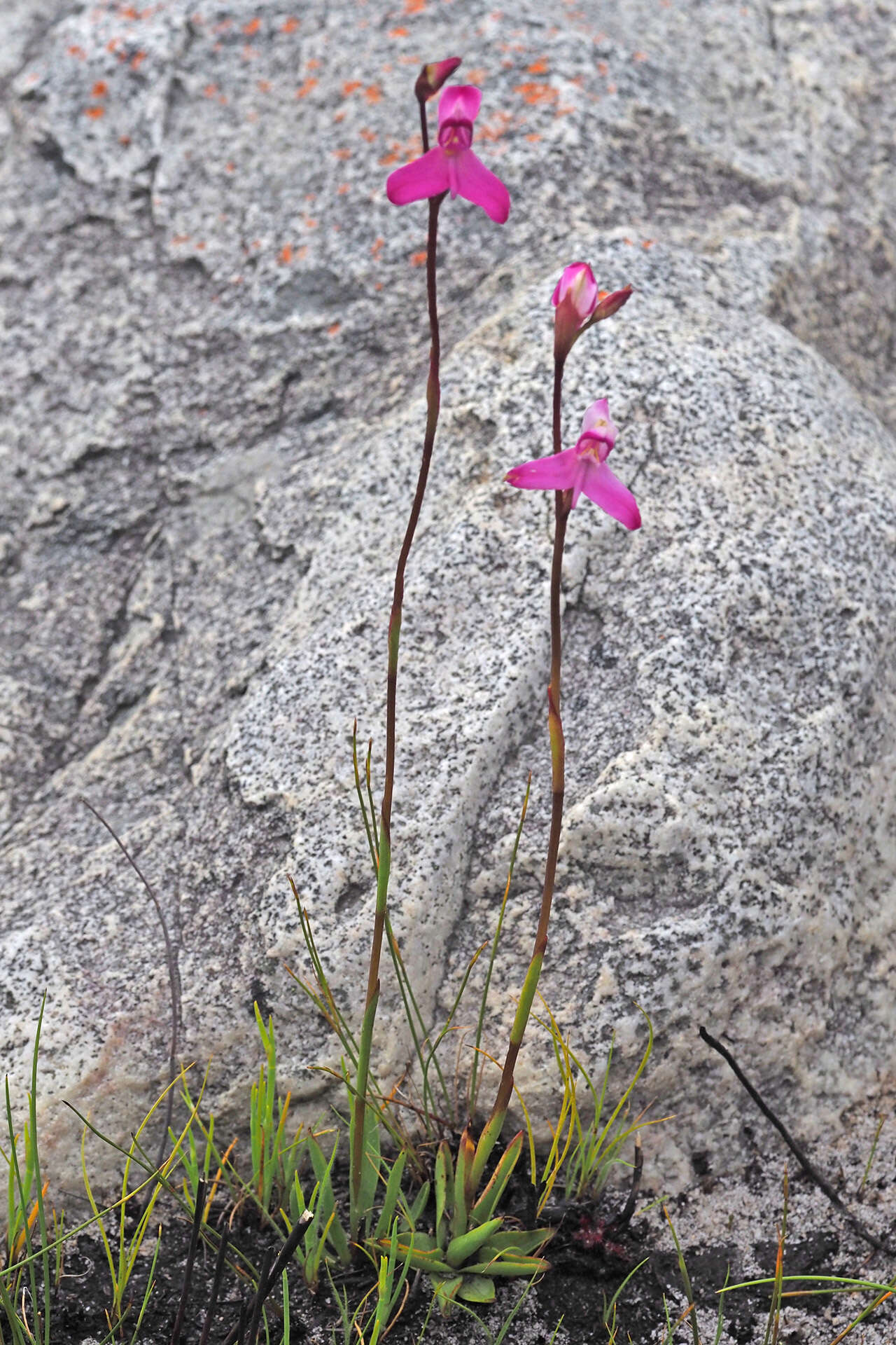 Image of Disa venosa Sw.