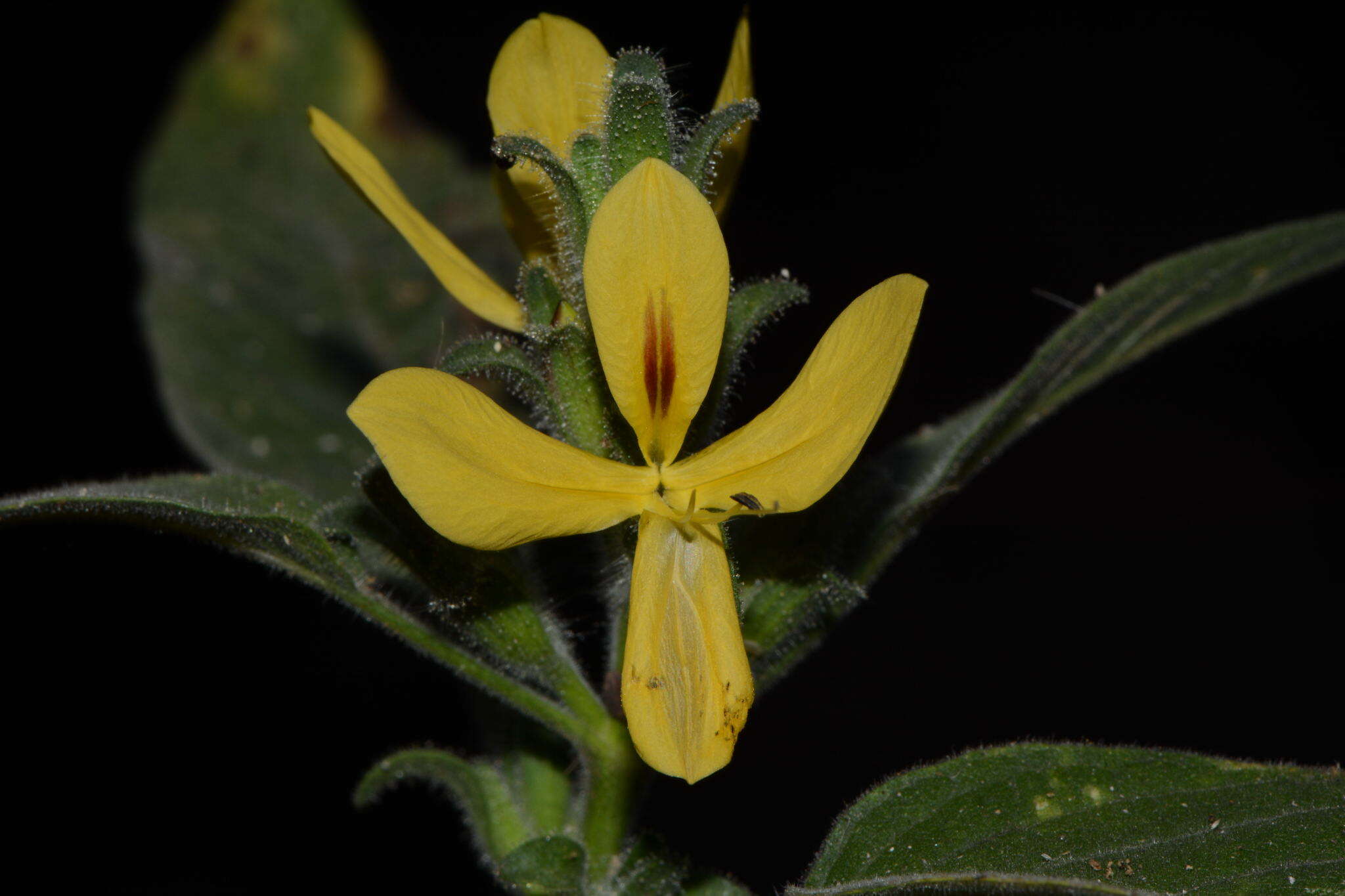 Tetramerium glandulosum Oerst. resmi