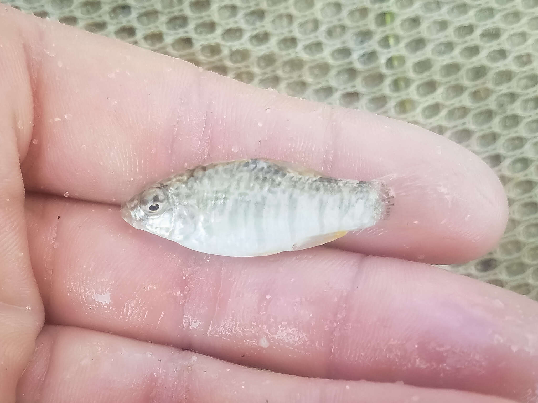 Image of Goldspotted killifish