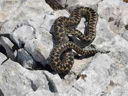 Image of Vipera ursinii macrops Méhely 1911