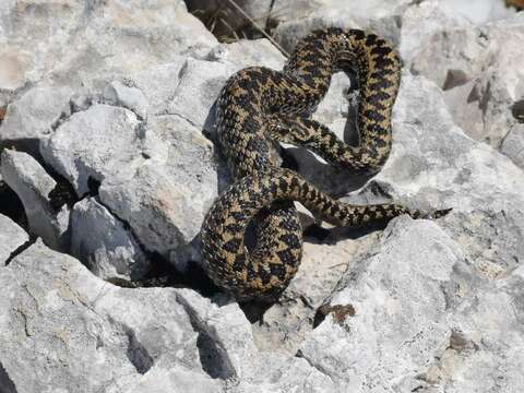 Plancia ëd Vipera ursinii macrops Méhely 1911