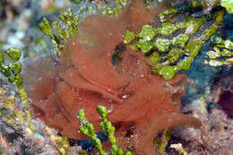 Hoplodoris desmoparypha Bergh 1880 resmi